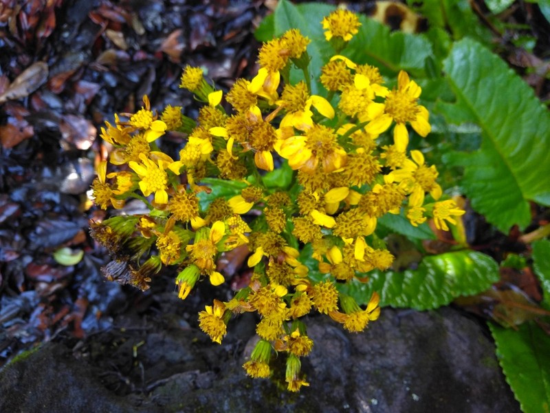 Senecio sumatranus photo 4