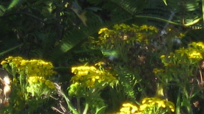 Senecio sumatranus photo 6