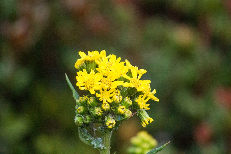 Senecio sumatranus photo 7