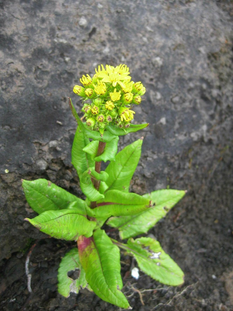 Senecio sumatranus photo 8