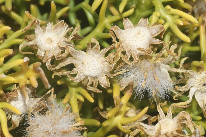Senecio sundtii photo 2