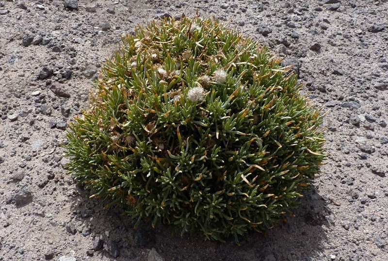 Senecio sundtii photo 3