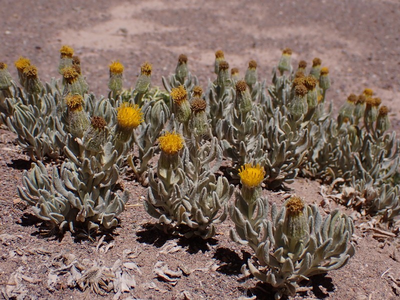 Senecio sundtii photo 4
