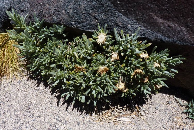 Senecio sundtii photo 5