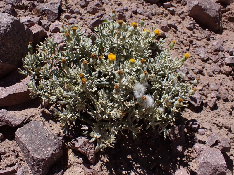 Senecio sundtii photo 7