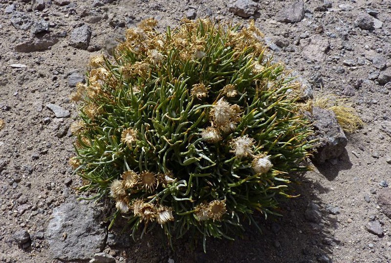 Senecio sundtii photo 8