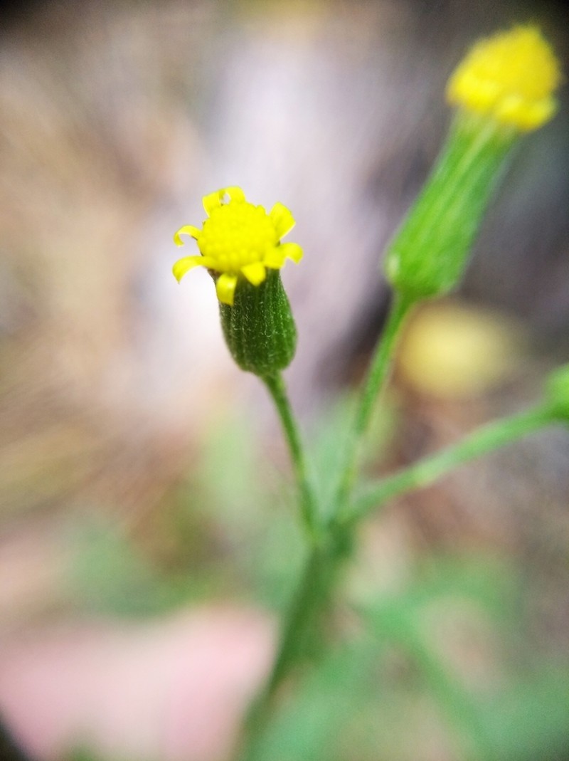 Woodland Ragwort photo 2