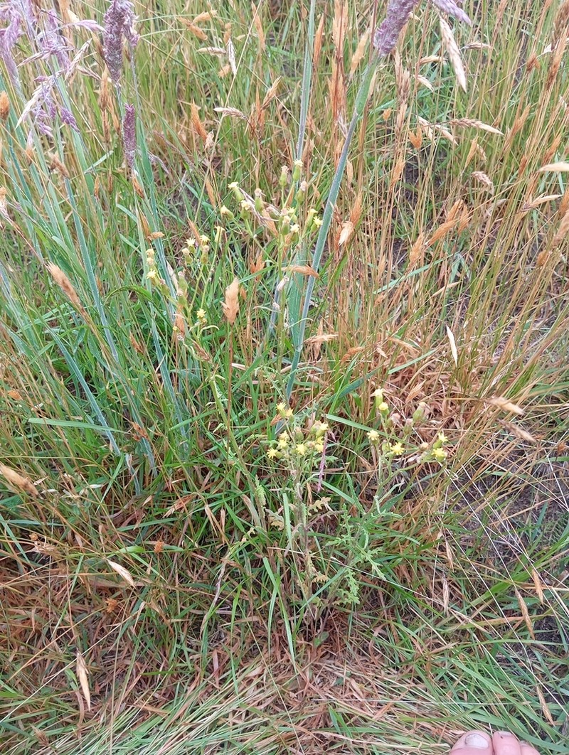 Woodland Ragwort photo 3
