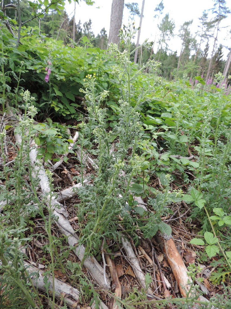 Woodland Ragwort photo 4