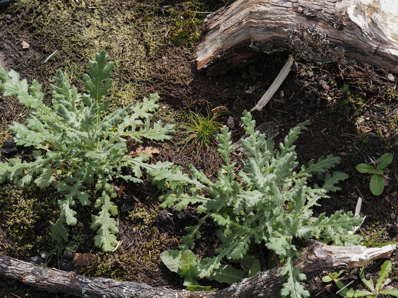 Woodland Ragwort photo 5