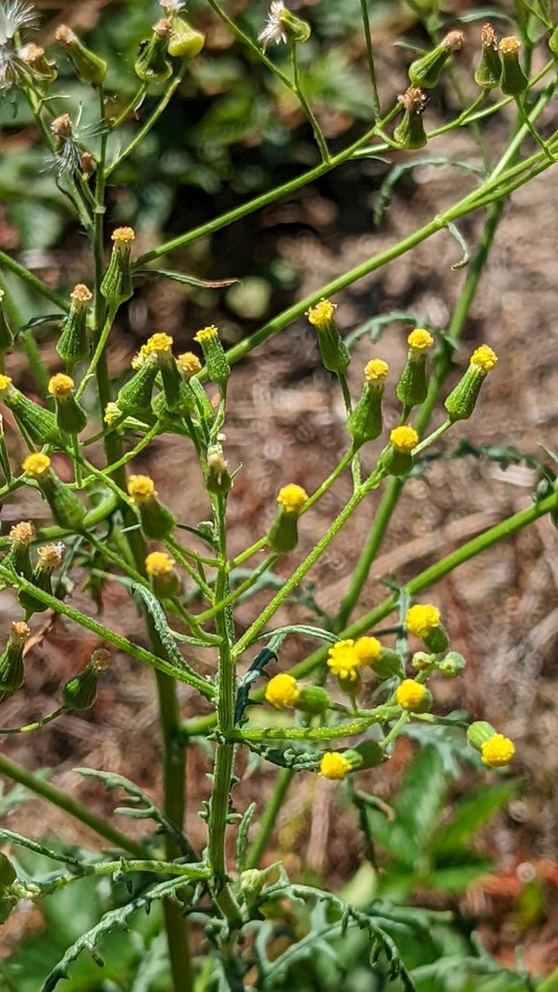 Woodland Ragwort photo 6