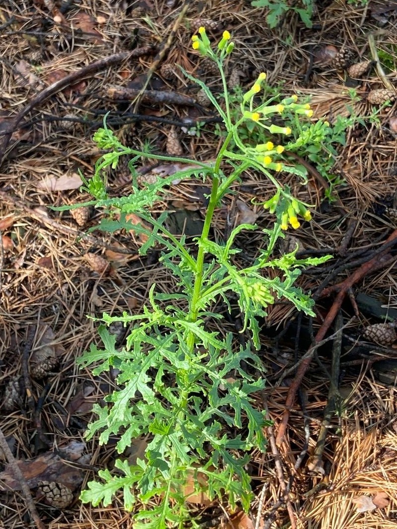 Woodland Ragwort photo 7