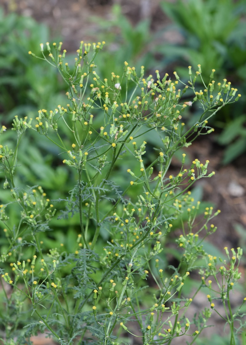 Woodland Ragwort photo 2