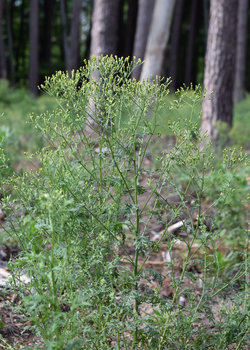Woodland Ragwort photo 3