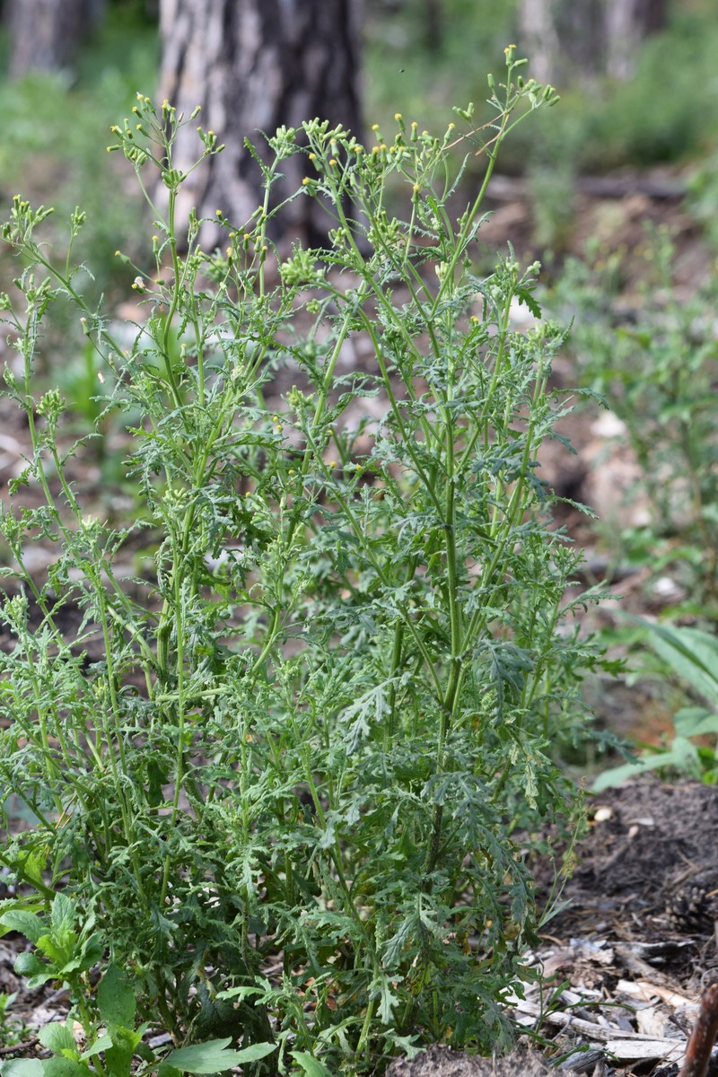Woodland Ragwort photo 4