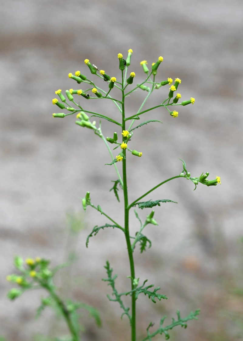 Woodland Ragwort photo 6