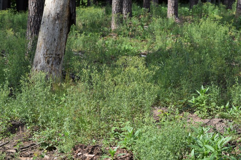 Woodland Ragwort photo 7