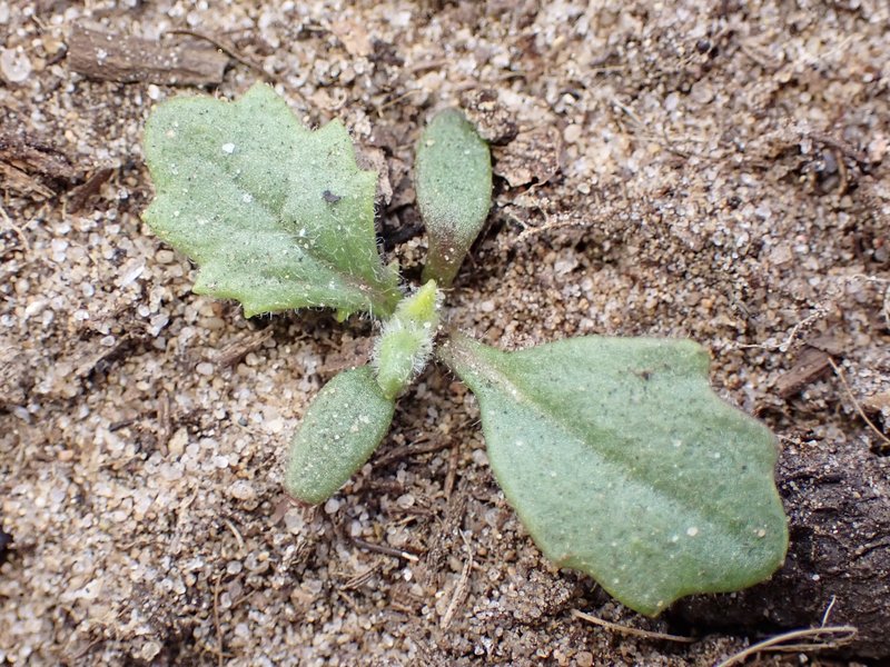 Woodland Ragwort photo 8