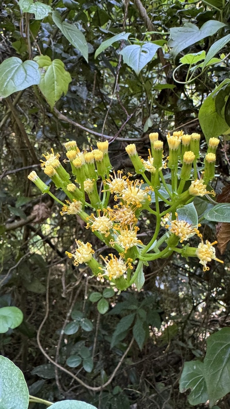 Senecio syringifolius