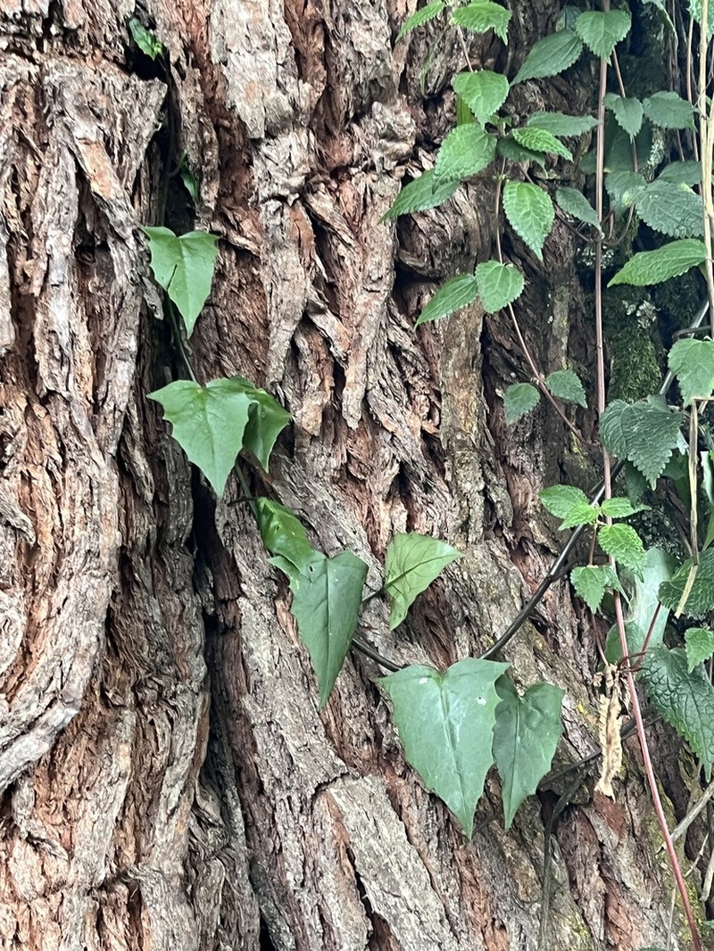 Senecio syringifolius photo 2