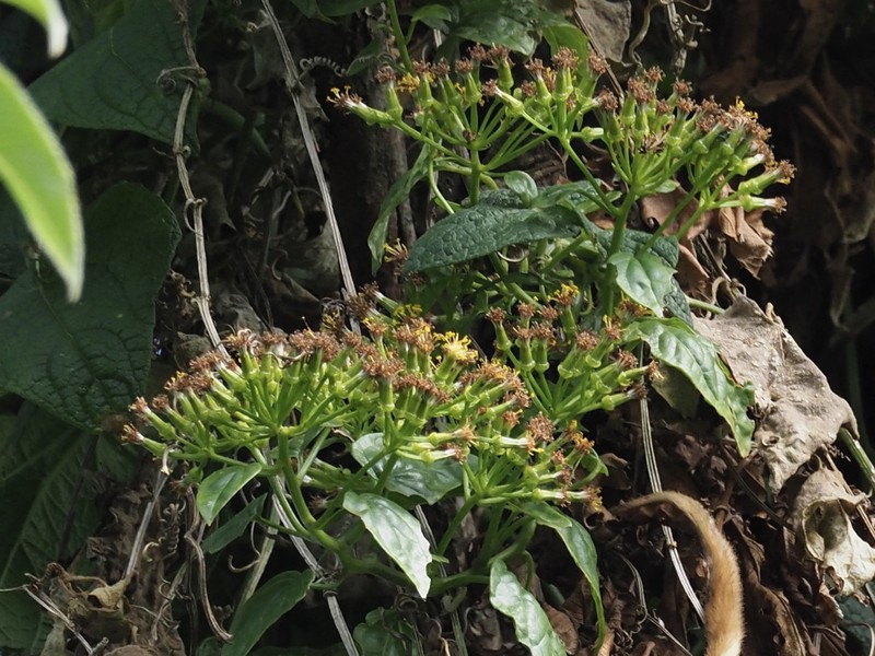 Senecio syringifolius photo 4