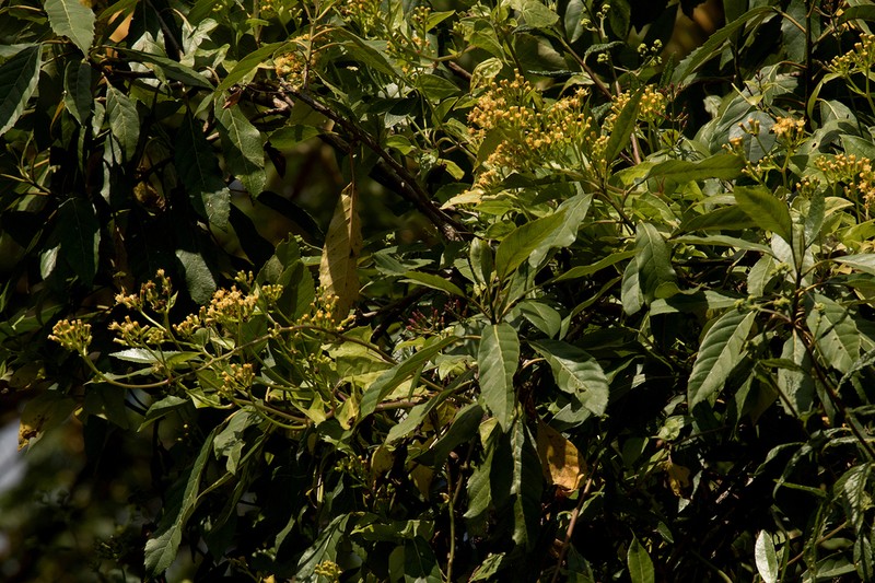 Senecio syringifolius photo 6