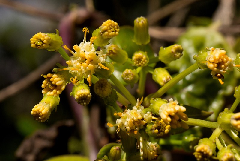 Senecio syringifolius photo 7