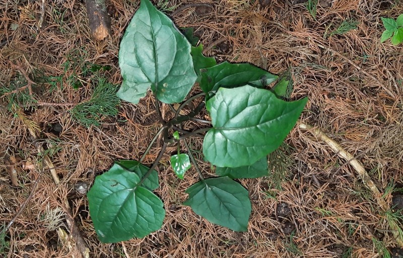 Senecio syringifolius photo 8