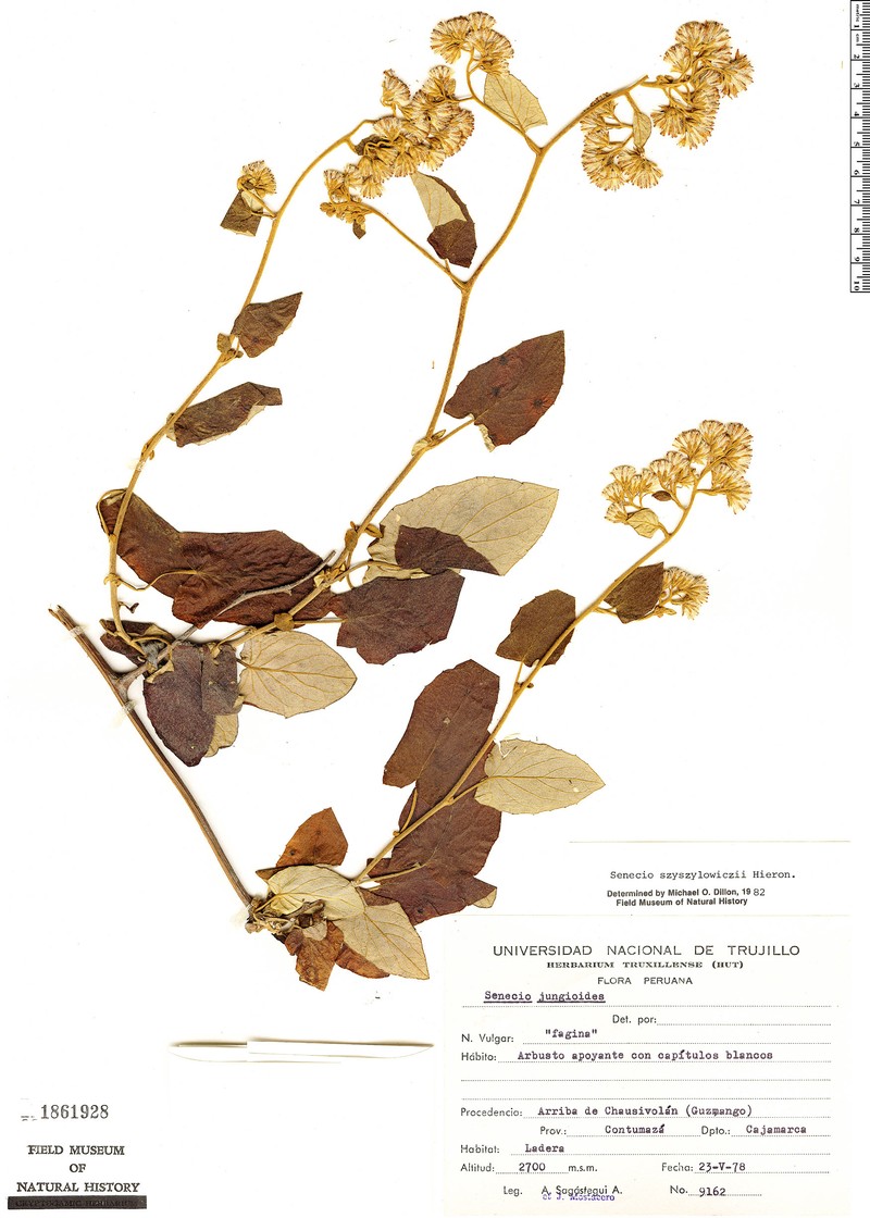 Senecio szyszylowiczii
