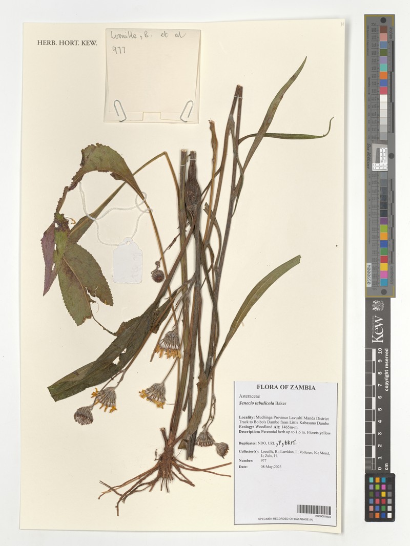Senecio tabulicola