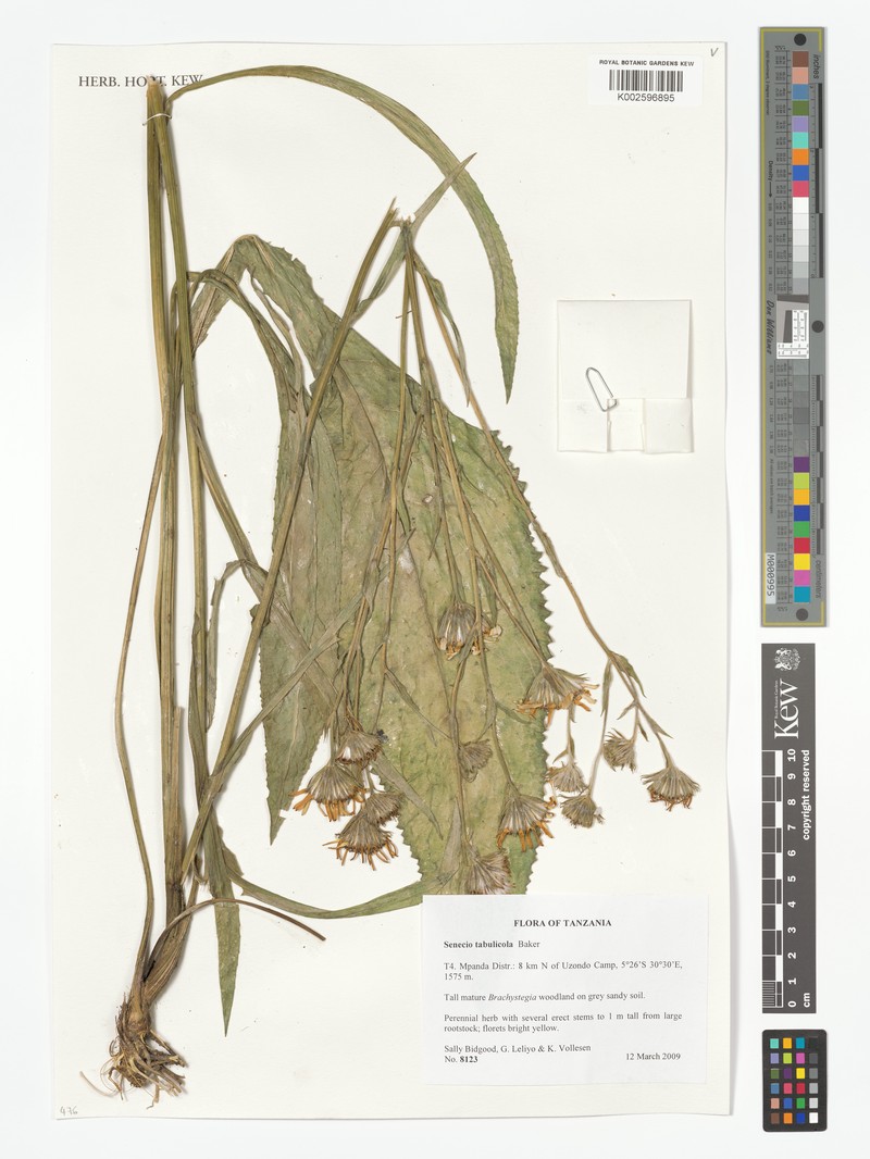 Senecio tabulicola photo 4