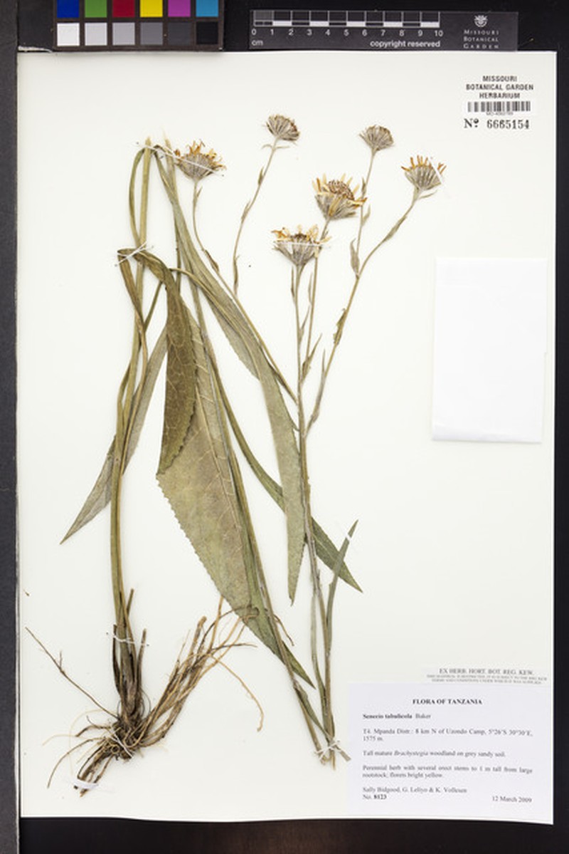 Senecio tabulicola photo 5
