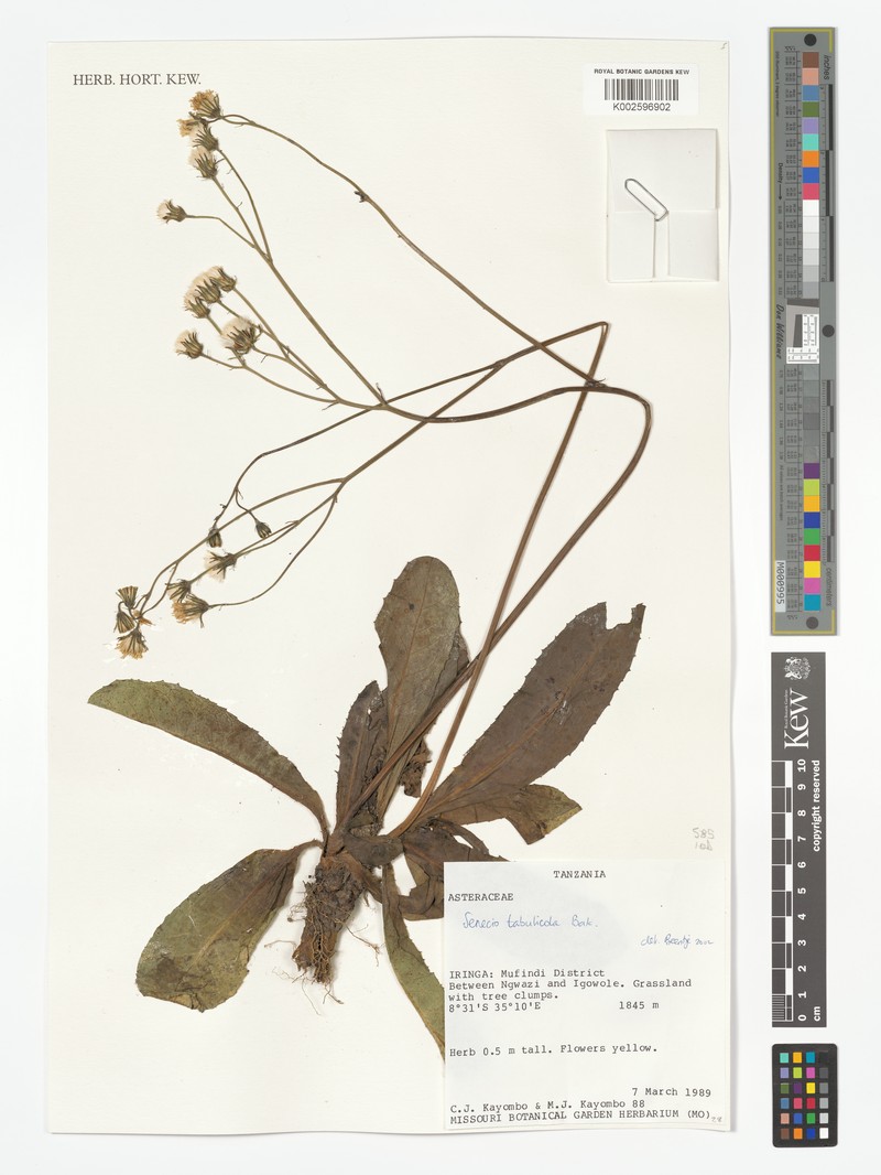 Senecio tabulicola photo 8