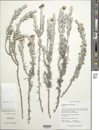 Senecio tacorensis