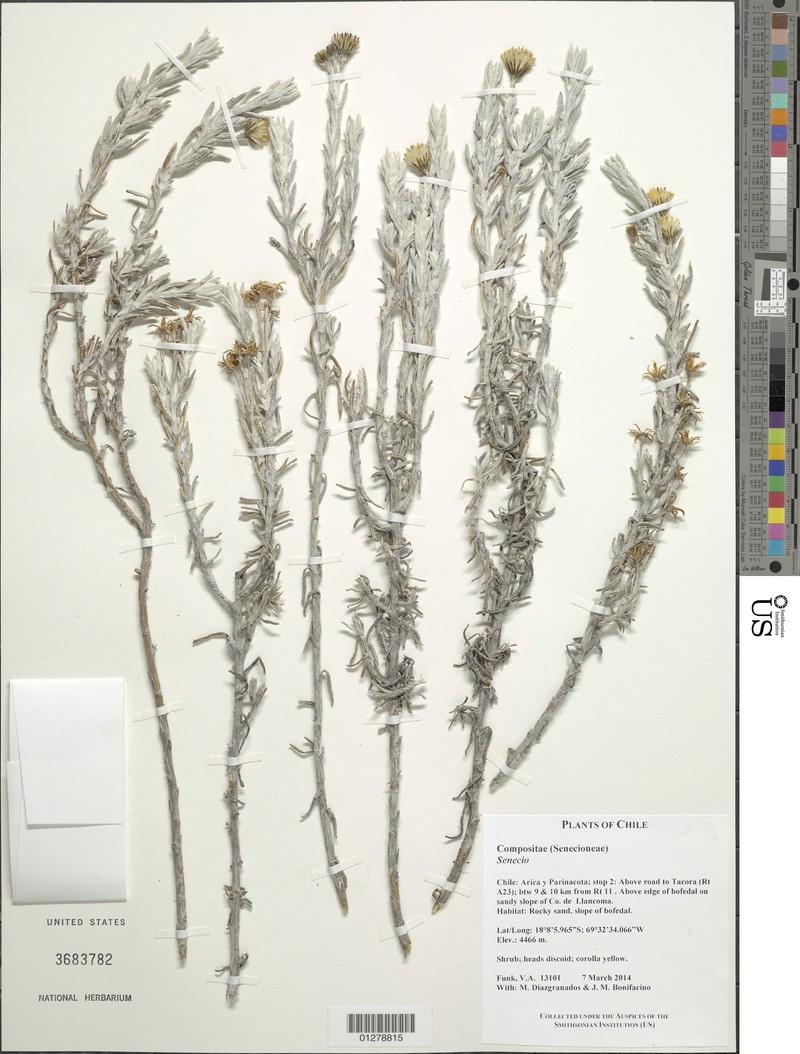 Senecio tacorensis