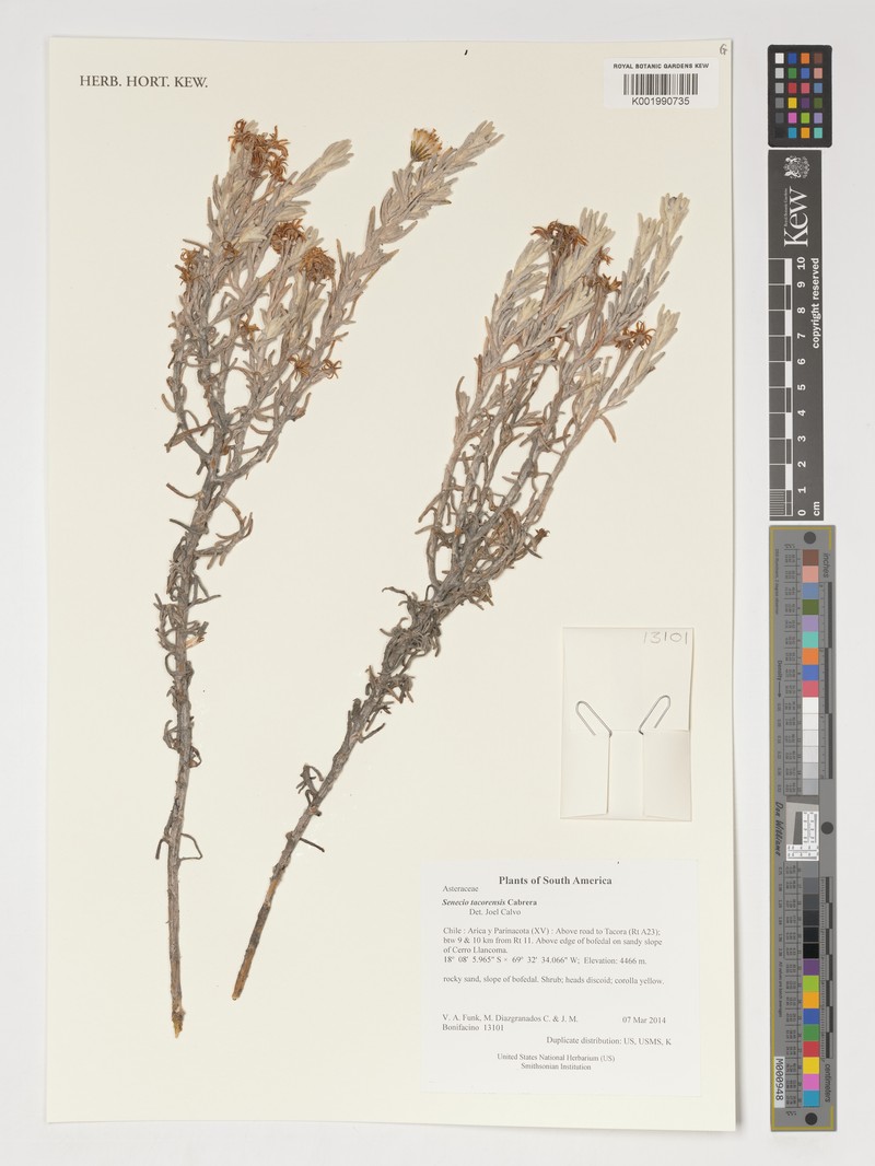 Senecio tacorensis photo 2