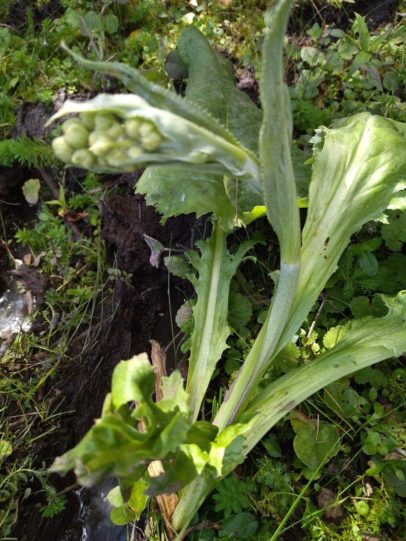 Senecio tacuaremboensis