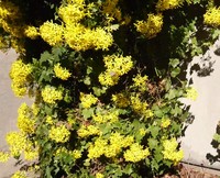 Senecio tamoides