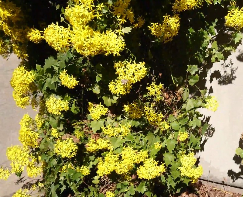 Senecio tamoides