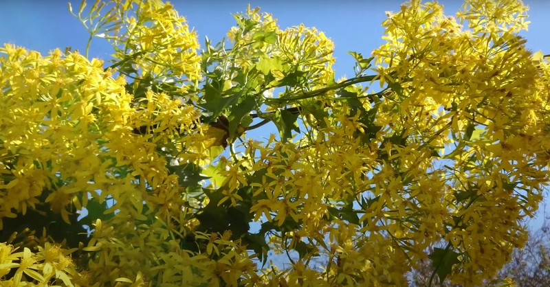 Senecio tamoides photo 2