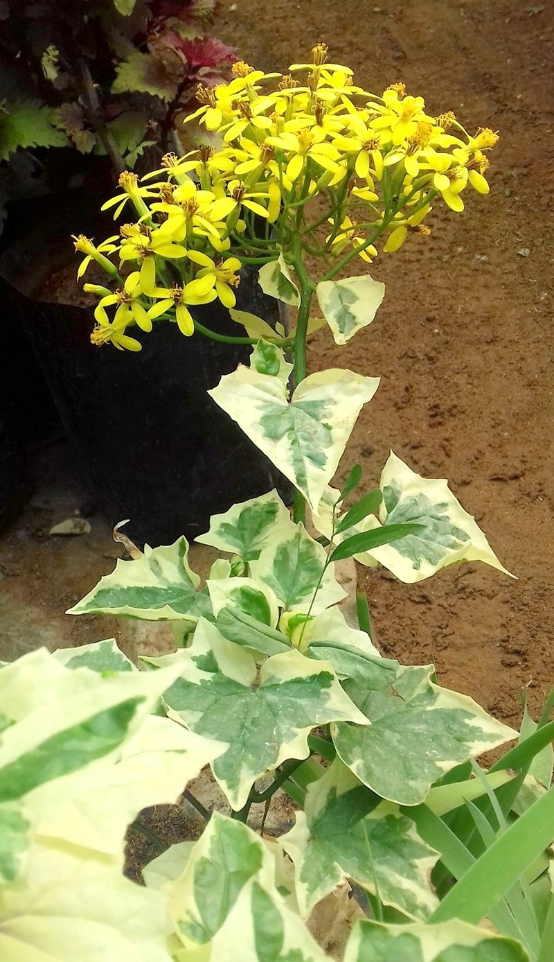 Senecio tamoides photo 5