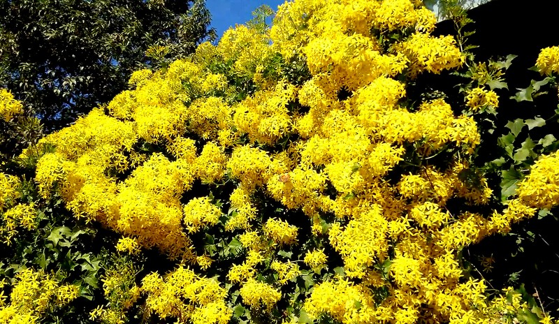 Senecio tamoides photo 6