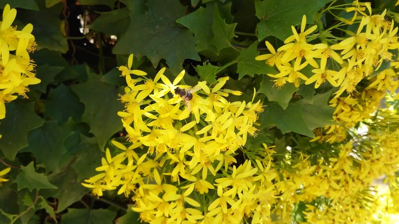 Senecio tamoides photo 7