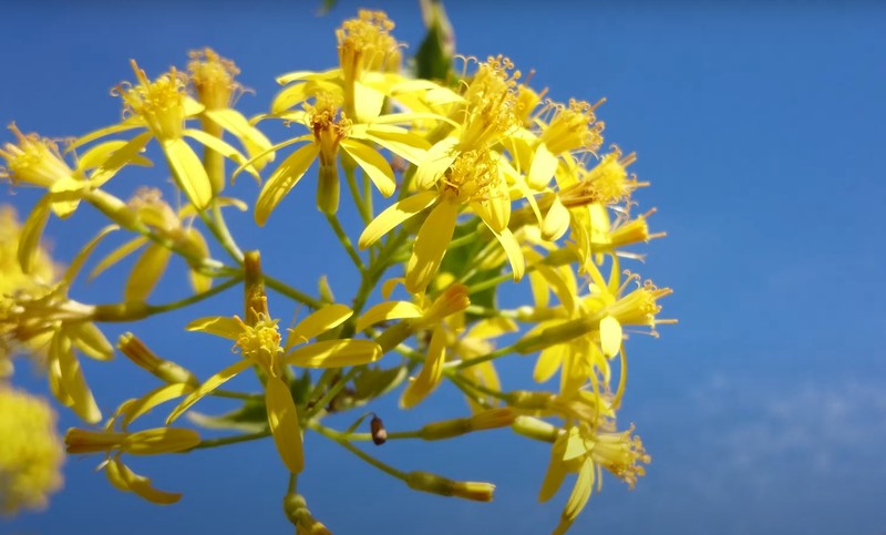 Senecio tamoides photo 8