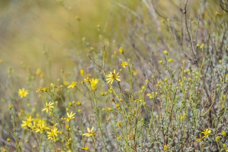Senecio tanacetopsis