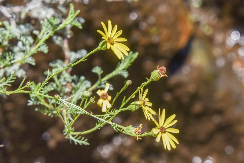 Senecio tanacetopsis photo 2