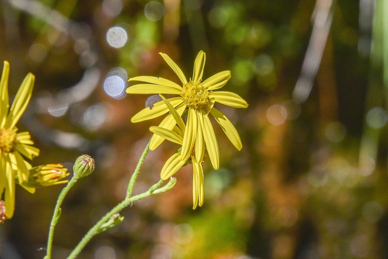 Senecio tanacetopsis photo 3
