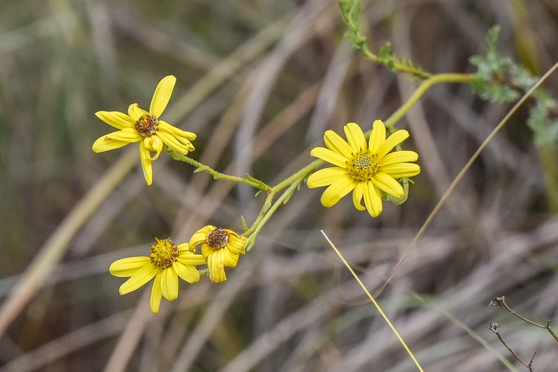 Senecio tanacetopsis photo 4