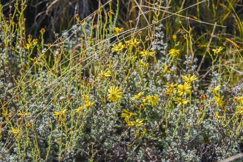 Senecio tanacetopsis photo 5