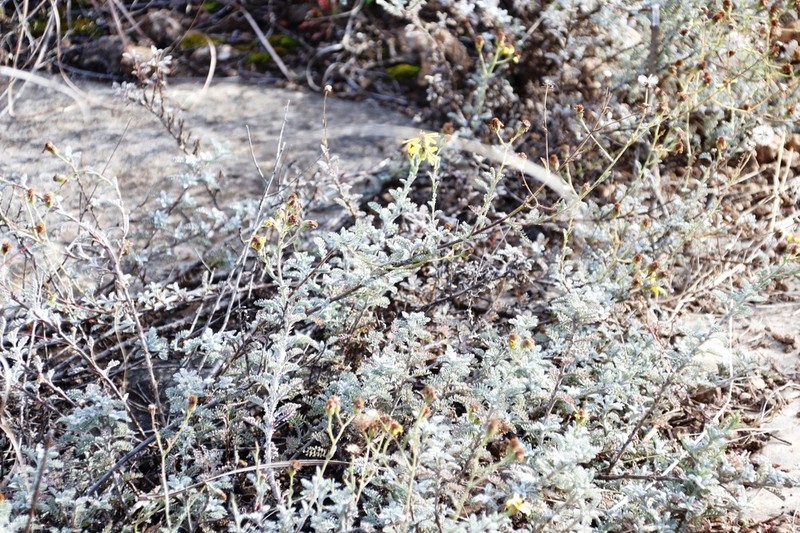 Senecio tanacetopsis photo 6